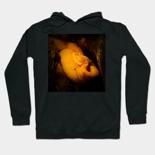 Eyelash viper Hoodie